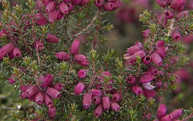 Erica cinerea 'Velvet Night' (Bell Heather)